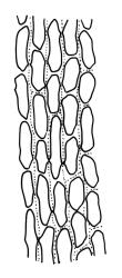 Dicranoloma robustum “cylindropyxis” growth form, upper laminal cells. Drawn from isolectotype, R. Helms 62, CHR 536478.
 Image: R.C. Wagstaff © Landcare Research 2018 